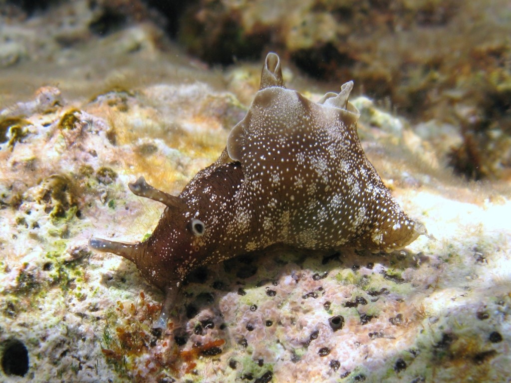 Aplysia punctata (Couvier, 1803)